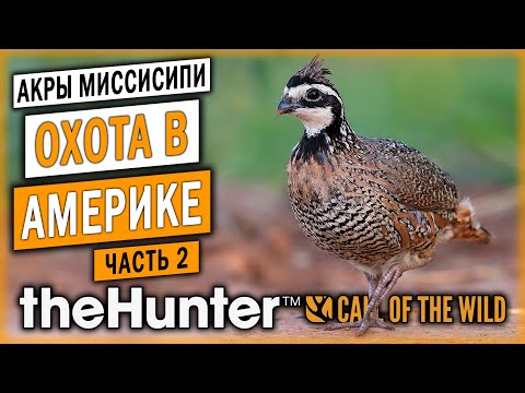 Видео: theHunter Call of the Wild 🐊 | ОХОТА НА КУРОПАТОК | Новый Заказник "Акры Миссисипи" | (часть 2)