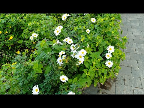 Видео: 🦉Мой Симферополь. Хризантемы в парке 🌾