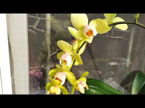 Видео: Домашние цветение орхидей. Фаленопсис Jeannette Brandon, Yaphon Star Diamond, Sogo Gotris Бабочка.