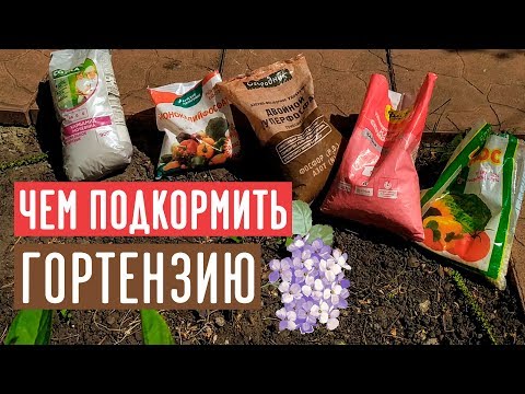 Видео: Минеральные удобрения для гортензии / Садовый гид