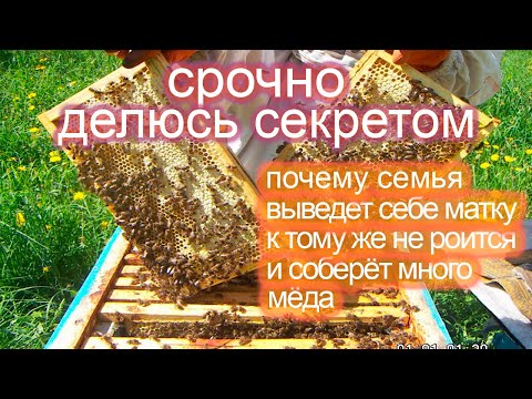 Видео: Почему мои семьи собрали много мёда, они не роятся, мёд в магазинах запечатан