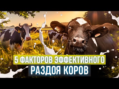 Видео: Пять факторов эффективного раздоя коров