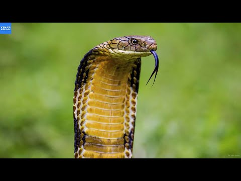 Видео: Королевская КОБРА – Благородная, Умная и Смертельно Ядовитая Змея!