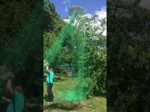 Видео: Как защитить черешню от птиц #защитаотптиц #идеидлясада