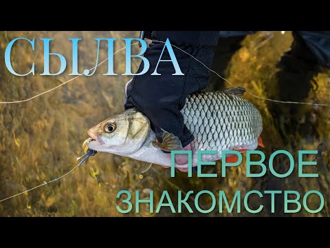 Видео: СЫЛВА. Первое знакомство с рекой и голавлями