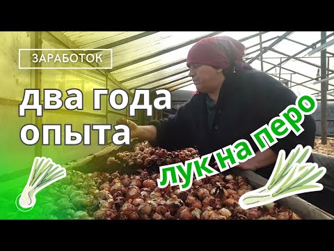 Видео: Лук перо - как вырастить и продать.