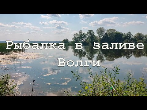 Видео: Рыбалка в заливе Волги в середине июля 2024