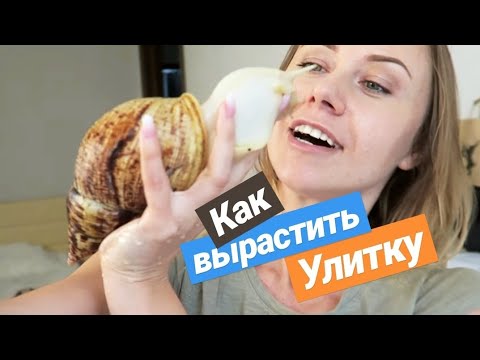 Видео: КАК ВЫРАСТИТЬ САМУЮ БОЛЬШУЮ УЛИТКУ? СМОТРЕТЬ ДО КОНЦА!