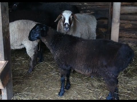 Видео: Обзор хозяйства.