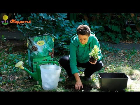 Видео: Посадка молодых саженцев осенью