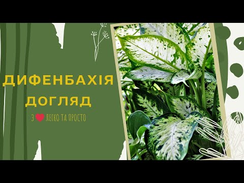 Видео: ДИФЕНБАХІЯ 🌿 як доглядати 🌿🌿