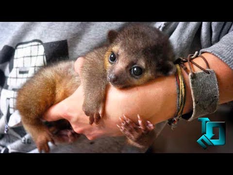 Видео: 10 НЕОБЫЧНЫХ ДОМАШНИХ ЖИВОТНЫХ