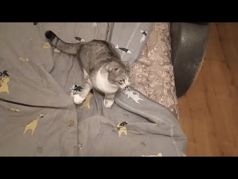 Видео: Новая игрушка Тигретты