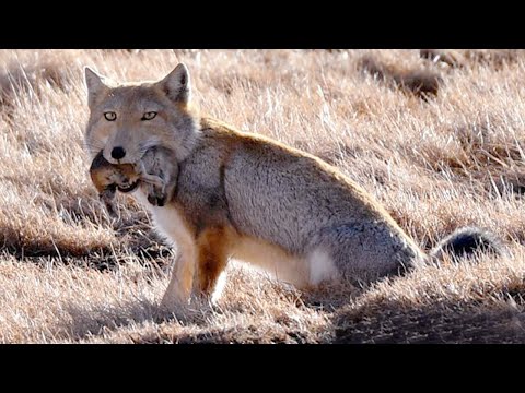 Видео: Тибетская лиса – хитрый и находчивый хищник! Квадратная голова – залог успеха!