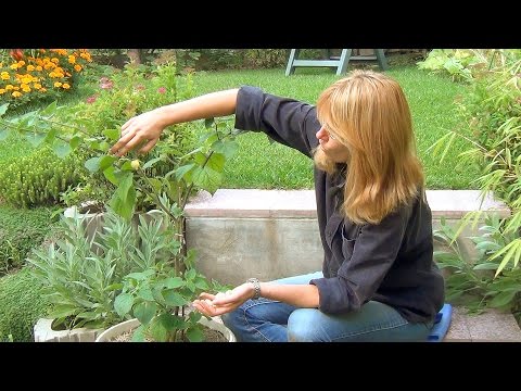 Видео: Физалис в горшке (ч.2).