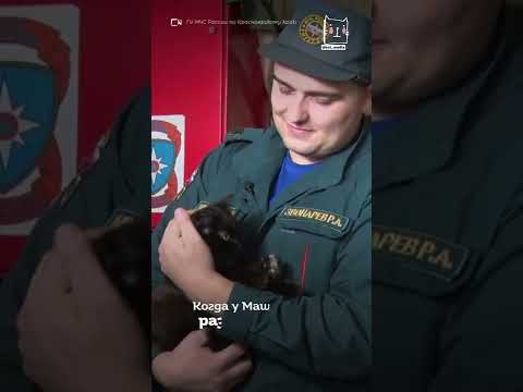 Видео: В Красноярске в пожарной части живет кошка-психолог