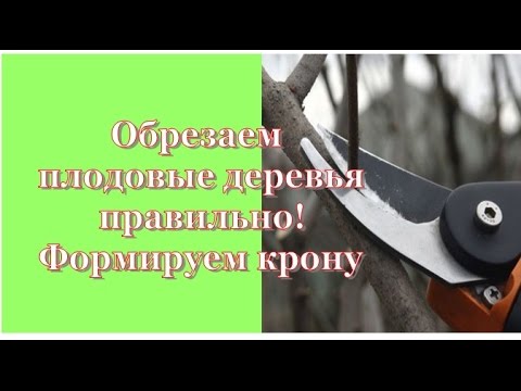 Видео: Обрезаем плодовые деревья, формируем крону ПРАВИЛЬНО!