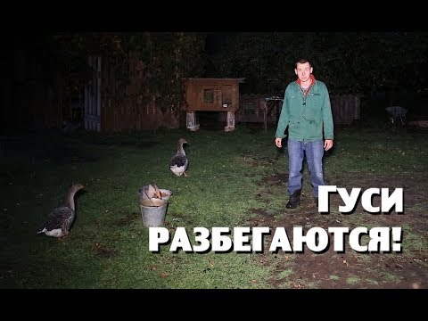 Видео: Гуси убегают!//Завязал с пенопластом//Есть ли жизнь в сельской школе?