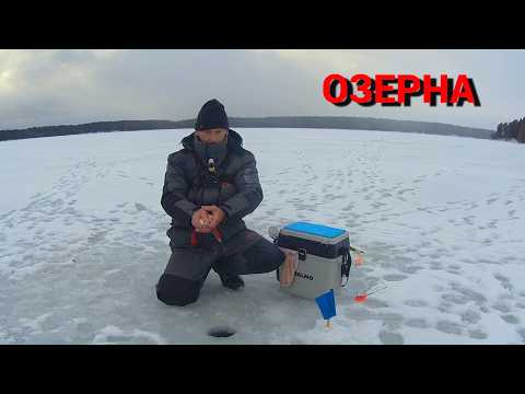 Видео: НА ТОНКУЮ ЛЕСКУ И ТАКОЙ КРАСАВЕЦ. Рыбалка на ОЗЕРНЕ в январе.