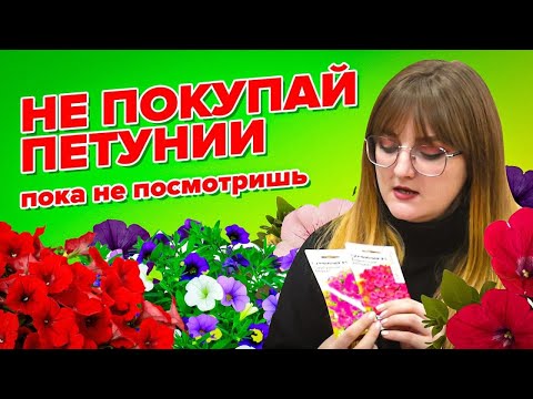 Видео: ВСЕ ЧТО НУЖНО ЗНАТЬ О ПЕТУНИЯХ! Подборка сортов, характеристика типов роста