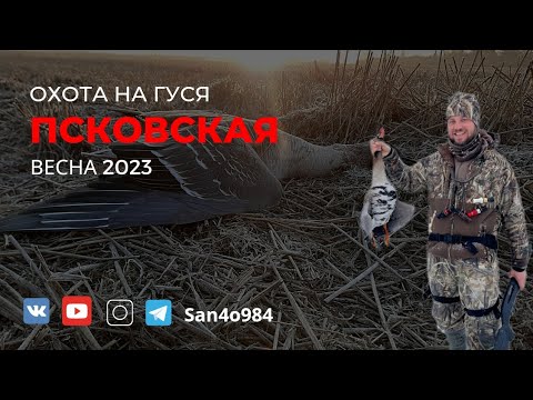 Видео: ВЕСЕННЯЯ ОХОТА НА ГУСЯ 2023. Псковская встречала снегом 🥶 и тучами гусей.😱 #hunting #охота #reels