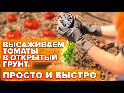 Видео: ТОП-2 СПОСОБА ВЫСАДКИ ТОМАТОВ В ОТКРЫТЫЙ ГРУНТ!