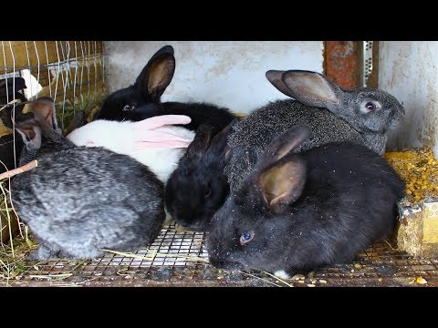 Видео: КРОЛИКОВОДСТВО С ЧЕГО НАЧАТЬ