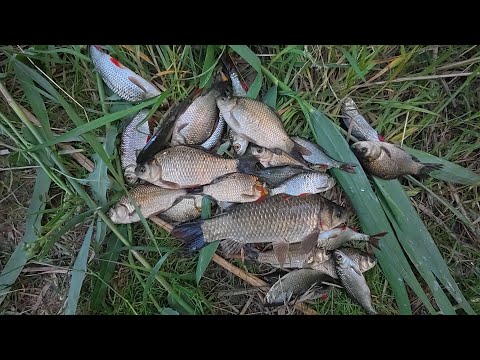 Видео: Махова вудка на ставку. Карась на фідерну прикормку.