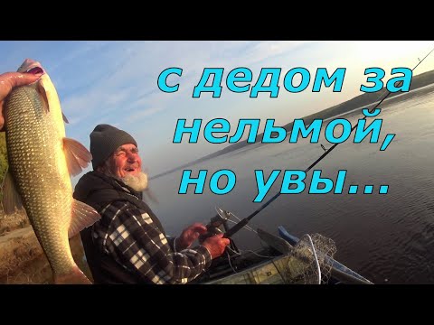 Видео: С дедом за нельмой, по традиции.