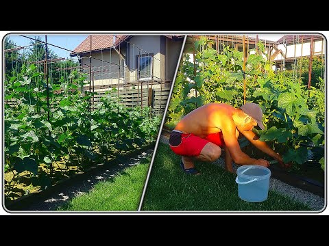 Видео: 168. на Даче у Саши - 2023 (начало Июля).