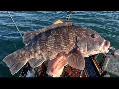 Видео: Ищем мясистого вестерна LI Sound Blackfish!