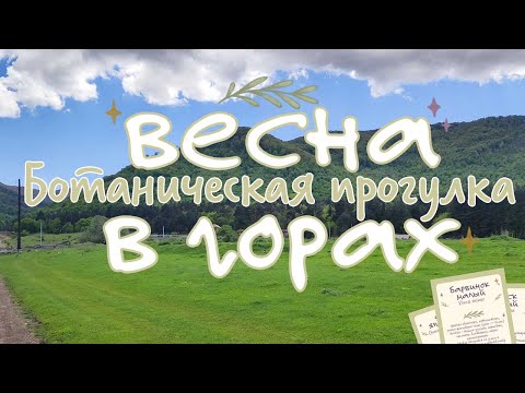 Видео: Спокойная прогулка в горах в конце мая | Ботанические карточки, природа, вдохновение