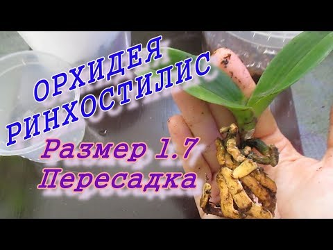 Видео: Орхидея ринхостилис 1.7. Пересадка. У малыша много корней.