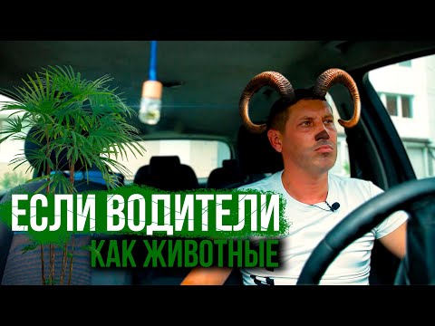 Видео: Если ВОДИТЕЛИ как ЖИВОТНЫЕ