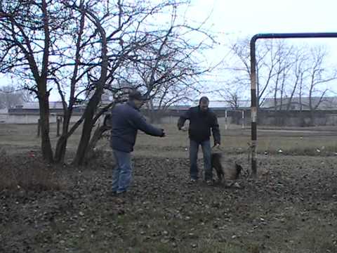 Видео: Выбрал друга - дрессируй #3 / Дрессировка собак / How to Teach your Dog
