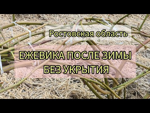 Видео: Ежевика после зимы без укрытия. Ростовская область