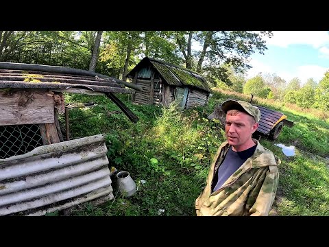 Видео: Брошенная собака ! Познакомился с соседями ! ХУТОР В ЛЕСУ №823