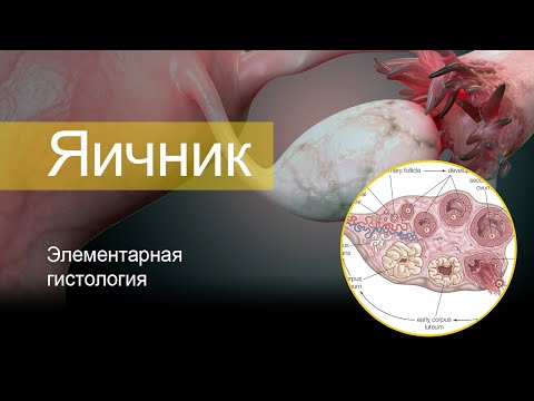 Видео: Яичник | Элементарная гистология