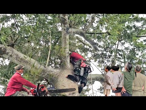 Видео: Распиловка гигантского хлопкового дерева, Возле дома, Возле дороги, Возле электропровода, Штормов...