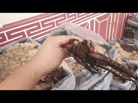 Видео: Лола ва Пион 12хил пион сотувда