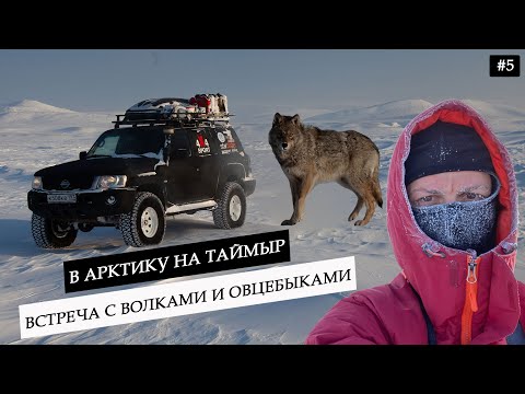 Видео: Путешествие в горы Таймыра. Встреча с полярным волком и овцебыками. Тайна лагеря ГУЛАГа в Арктике #5