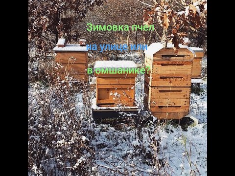 Видео: Зимовка пчел на Воле или в  Зимовнике Где лучше зимовать для начинающих.