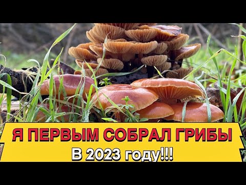 Видео: Я ПЕРВЫМ СОБРАЛ ГРИБЫ В 2023 ГОДУ СРЕДИ ВСЕХ ГРИБНИКОВ!!!