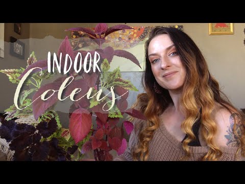 Видео: Колеус в помещении: уход, обрезка и зимовка