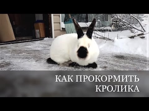 Видео: Кормление КРОЛИКА как СЭКОНОМИТЬ чем кормить