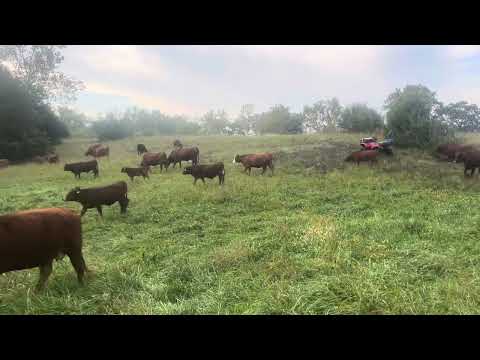 Видео: Грег Джуди любит стручки гледичии как натуральный, экономичный и богатый сахаром корм для скота.