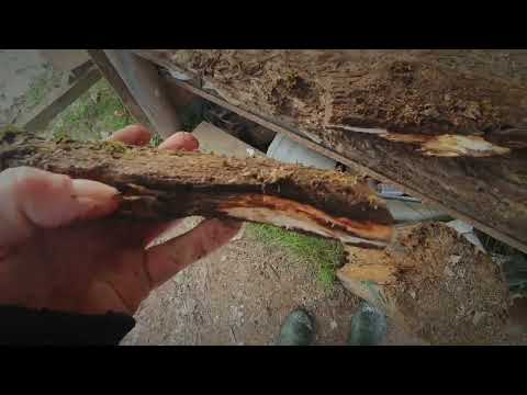 Видео: Тест антисептика ХМ-11.2.5 года.