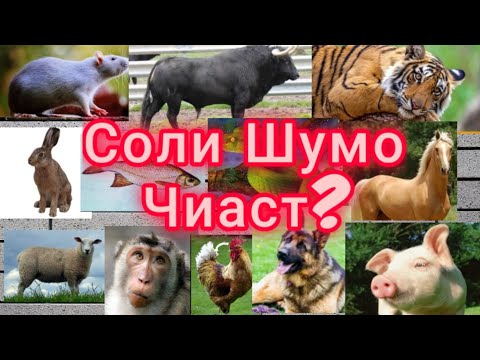 Видео: Соли Шумо Чист?