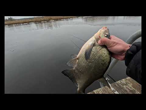 Видео: 8- февралья ловим на поплавок крупных карасей  в латвии OK COPE SPORT GROUNDBAITS Bream !