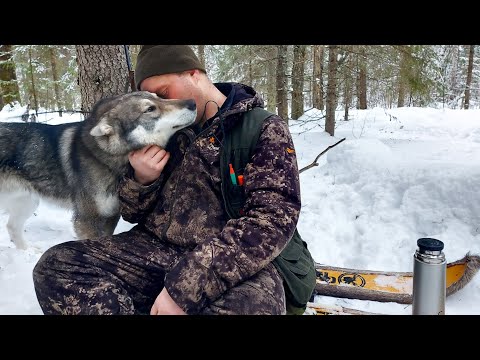 Видео: УДАЧНАЯ ПРОВЕРКА КАПКАНОВ НА КУНИЦУ/ИЩЕМ КУДА УШЛИ ВОЛКИ!!!